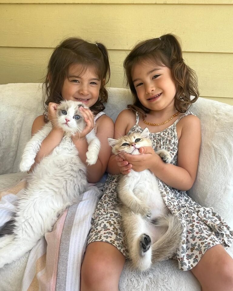 Ethical Ragdoll Breeders img2