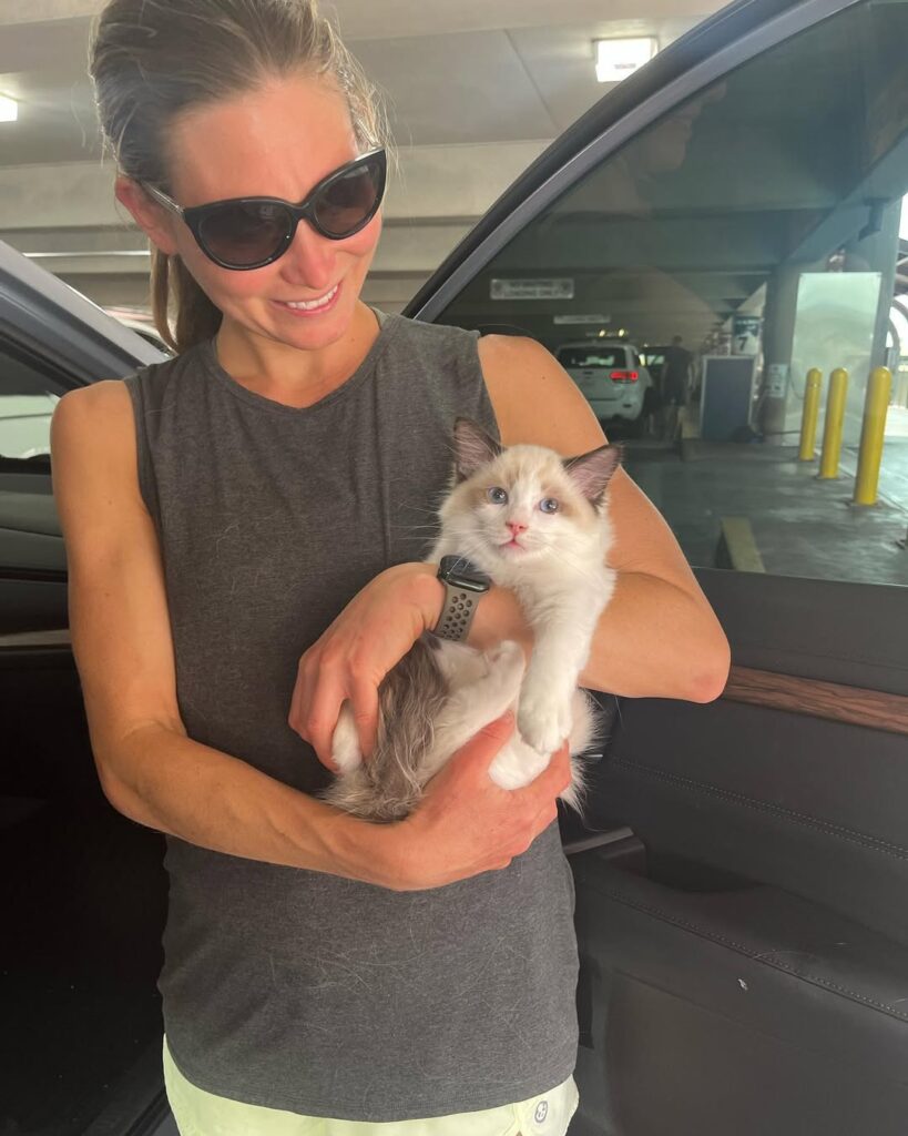 Ethical Ragdoll Breeders img4