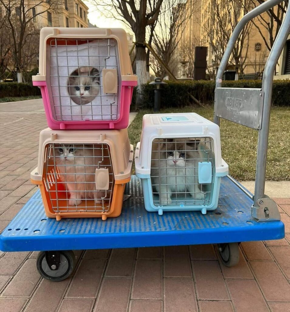kitten-shipping-delivery