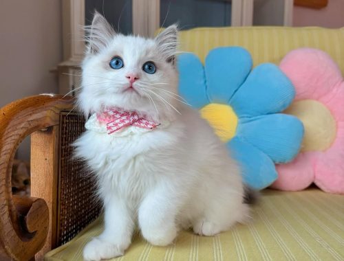 Misty-Fluffy-Hearts-Ragdoll-Kitten